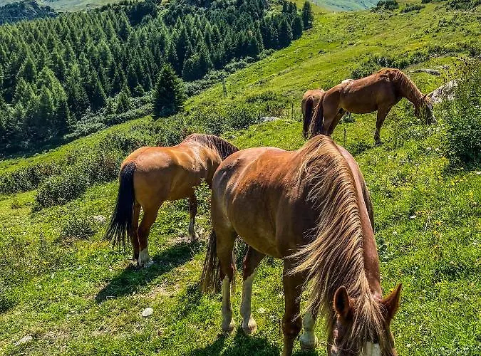 Appartamento Heimelige Mit Sicht In Bergwelt *